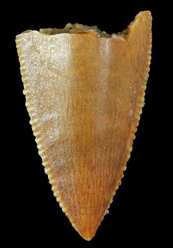 Serrated, Raptor Tooth - Morocco #72616